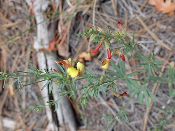 Lotus wrightii